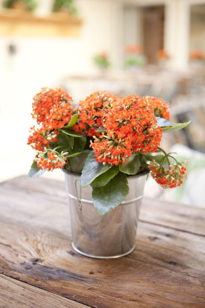 Kalanchoe