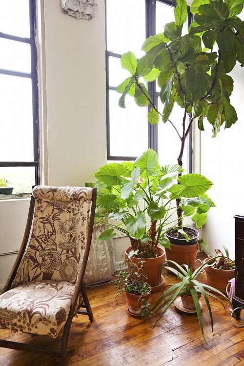 Fiddle Leaf Fig