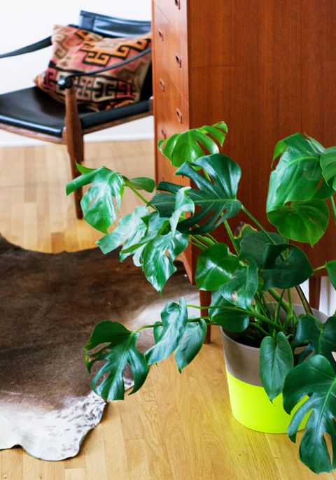 Split Leaf Philodendron