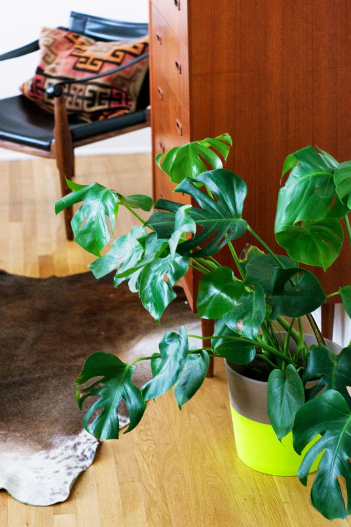 Split Leaf Philodendron