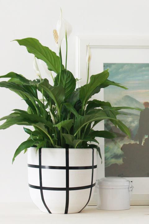 peace lily