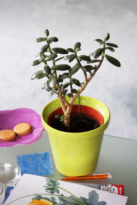 jade plant