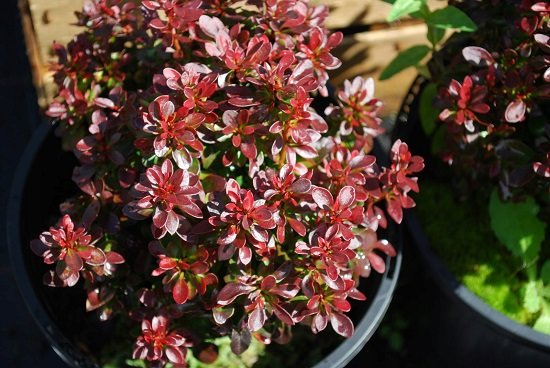 Red Indoor Plants 9