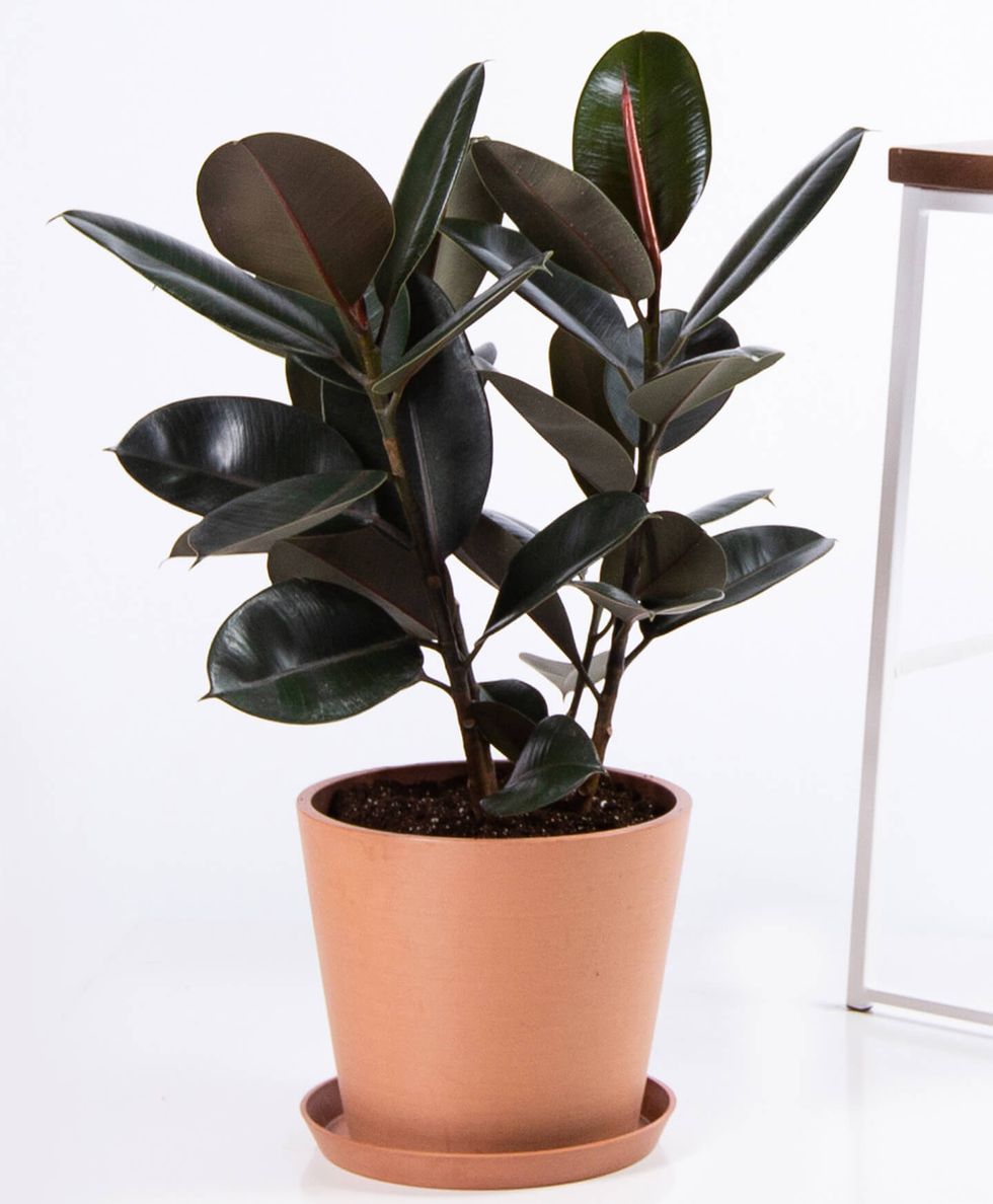 Burgundy Rubber Tree