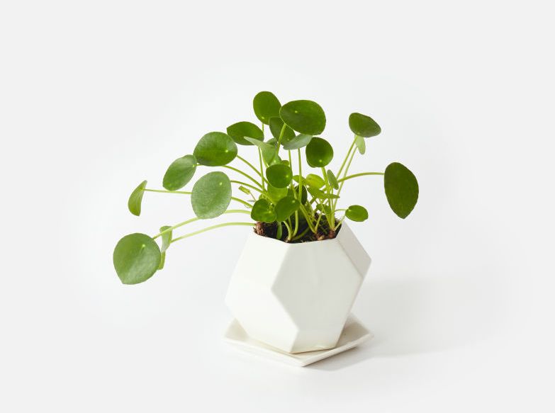 Pilea Peperomioides 