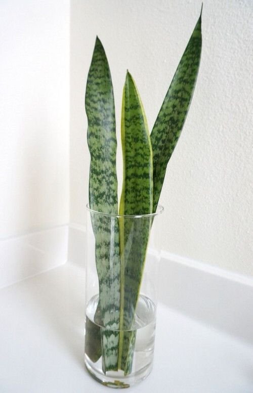 Popular houseplants that you can grow in vases 8