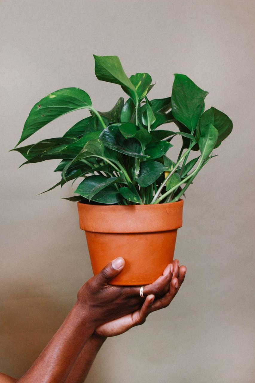 Golden Pothos 