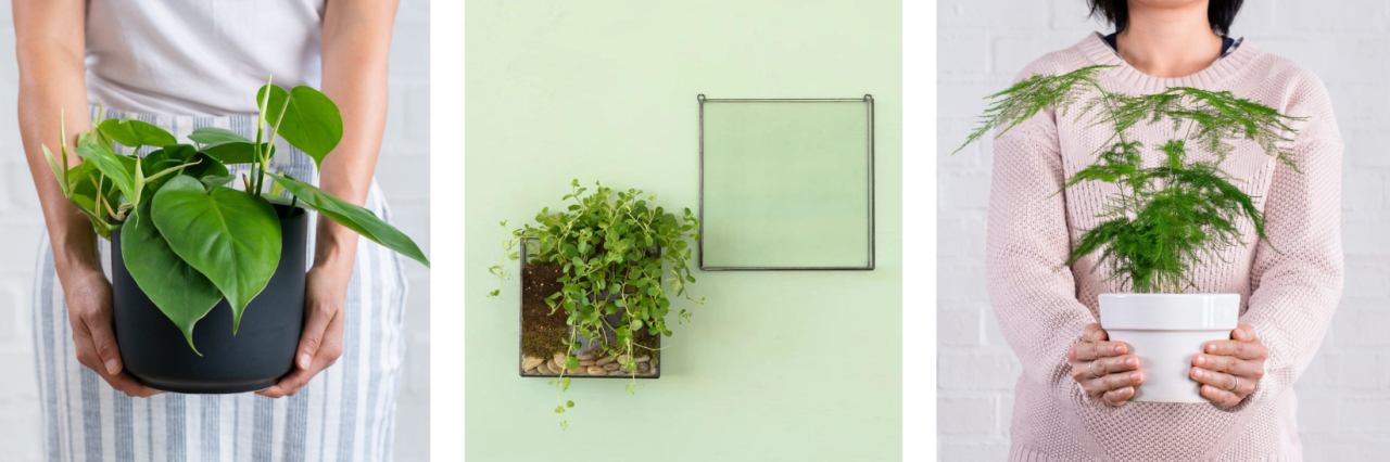 Creating a wall mounted Terrarium