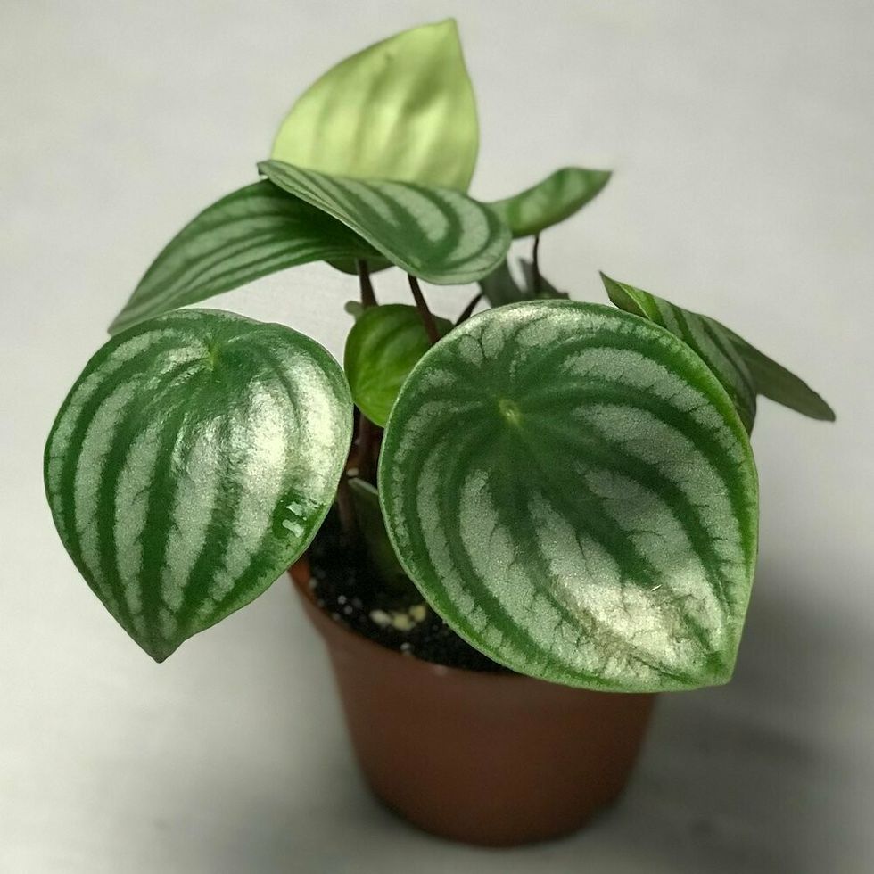 Watermelon Peperomia