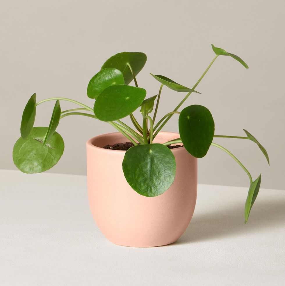 Pilea Peperomioides