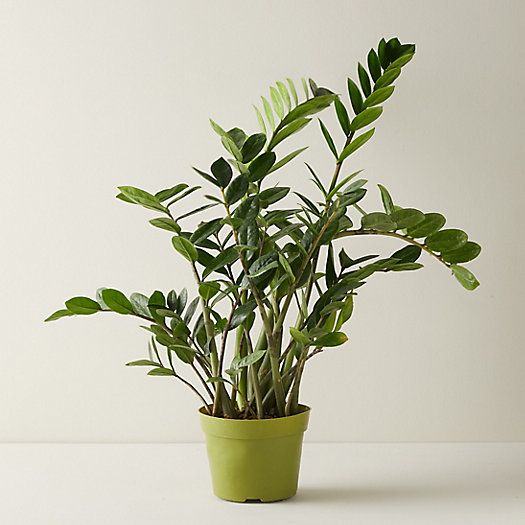 ZZ Plant