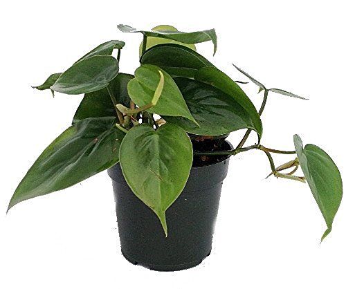 Philodendron