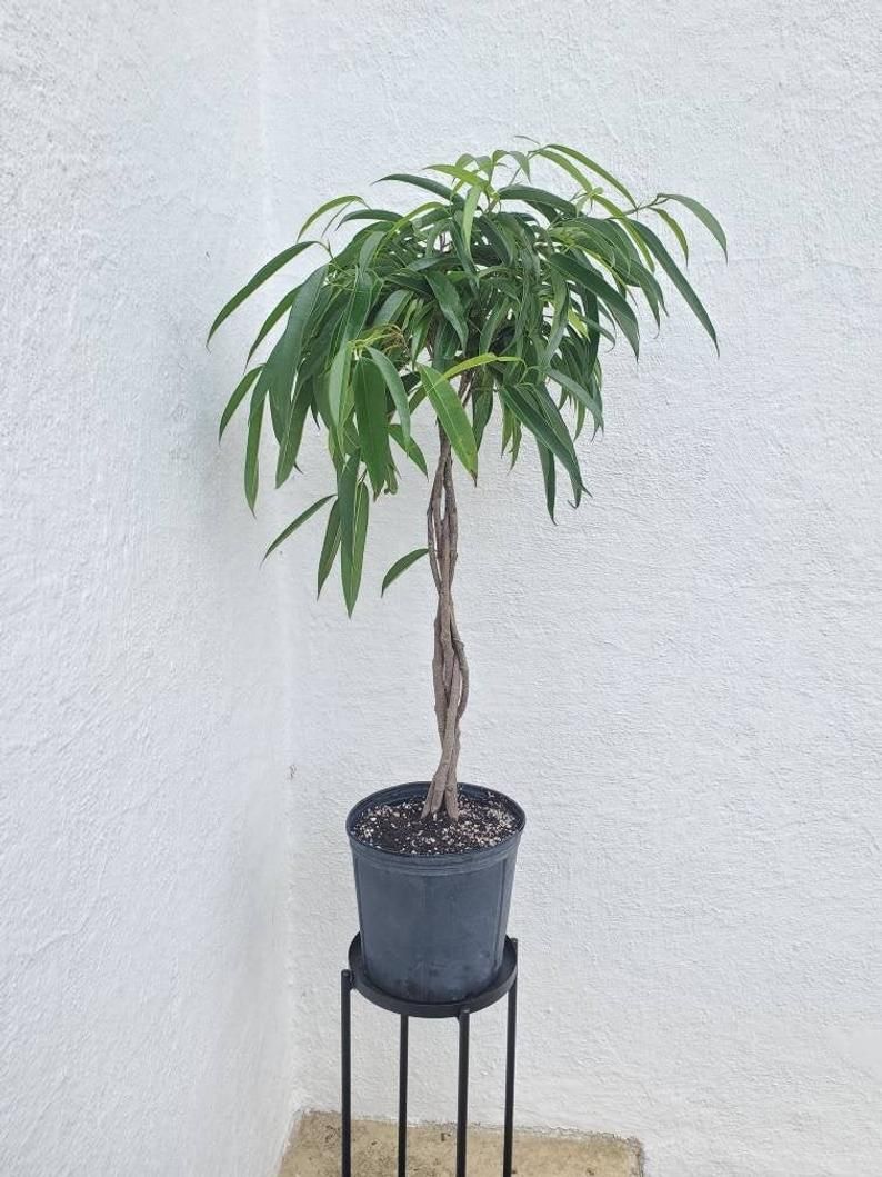 Ficus Alii