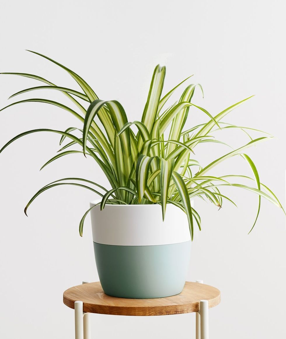 Spider Plant