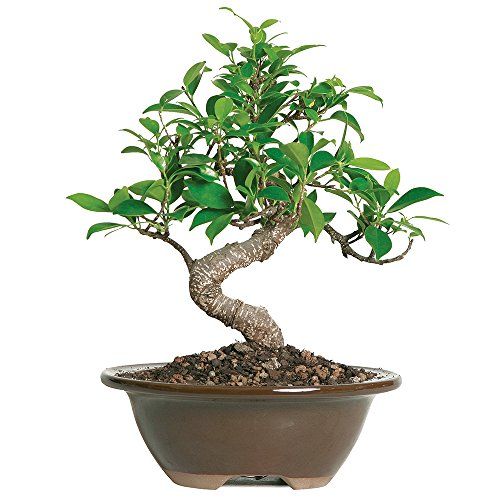 Ficus Bonsai Tree