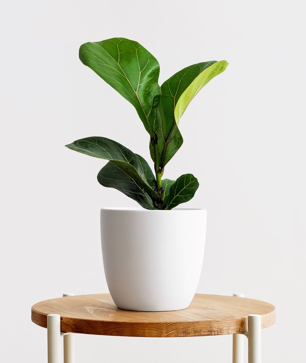 Fiddle-Leaf Fig