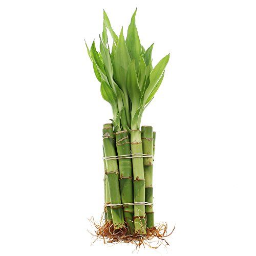 Lucky Bamboo