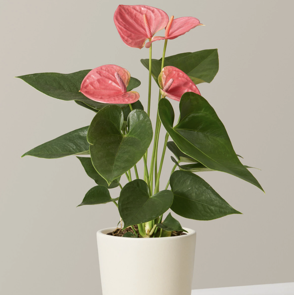 Pink Anthurium