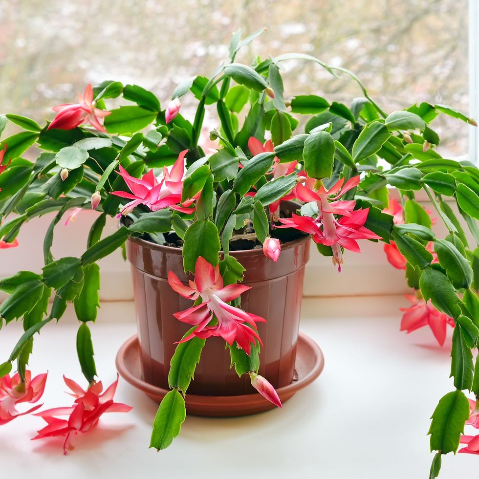 Holiday Cactus