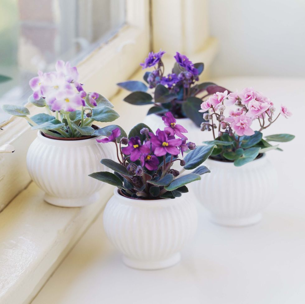 African Violet