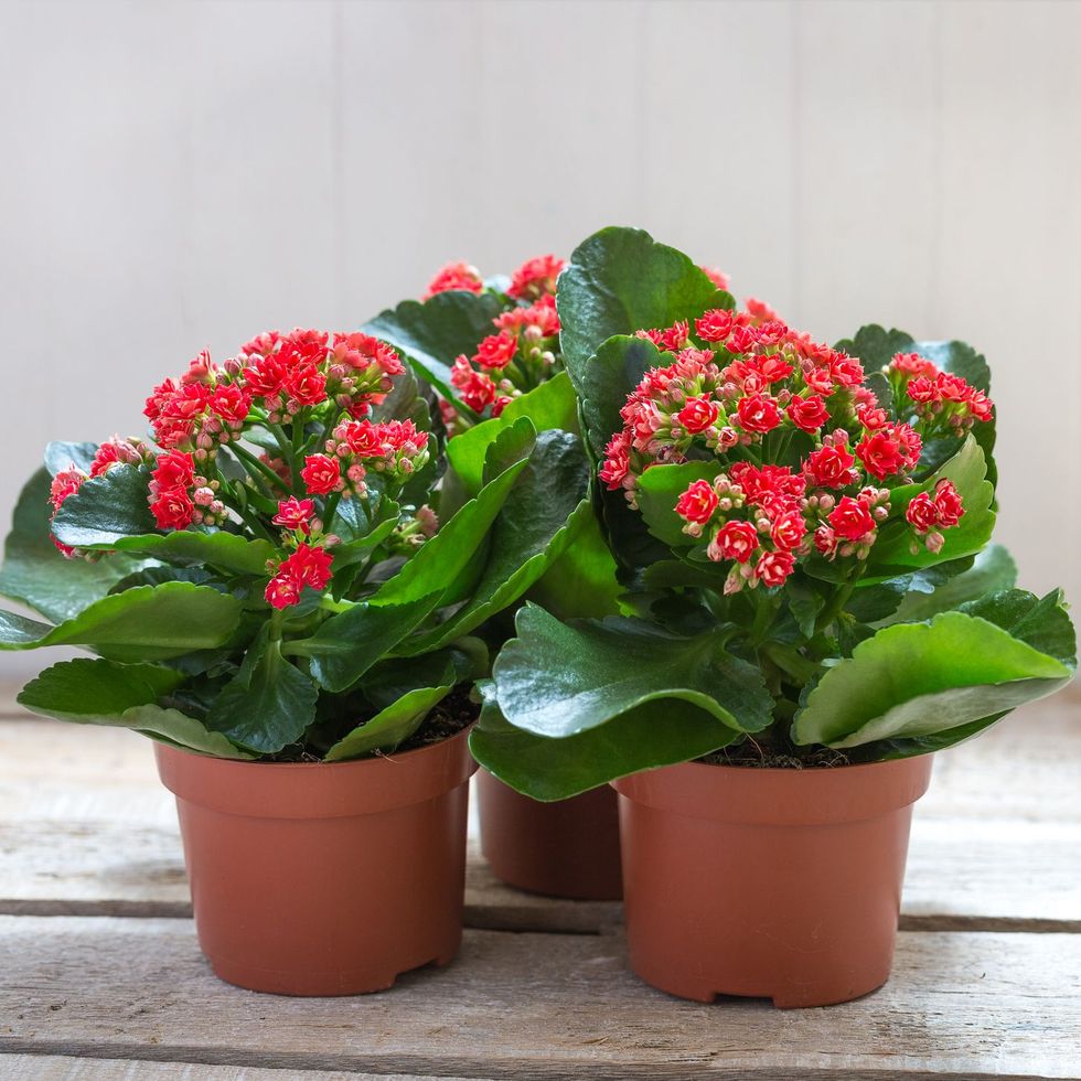 Kalanchoe