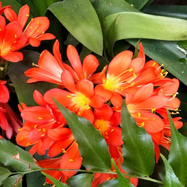 Clivia