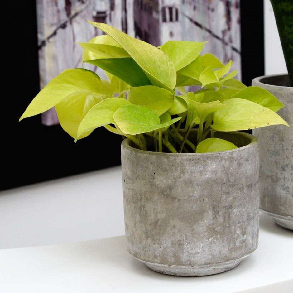 Epipremnum pinnatum 'Golden Pothos'