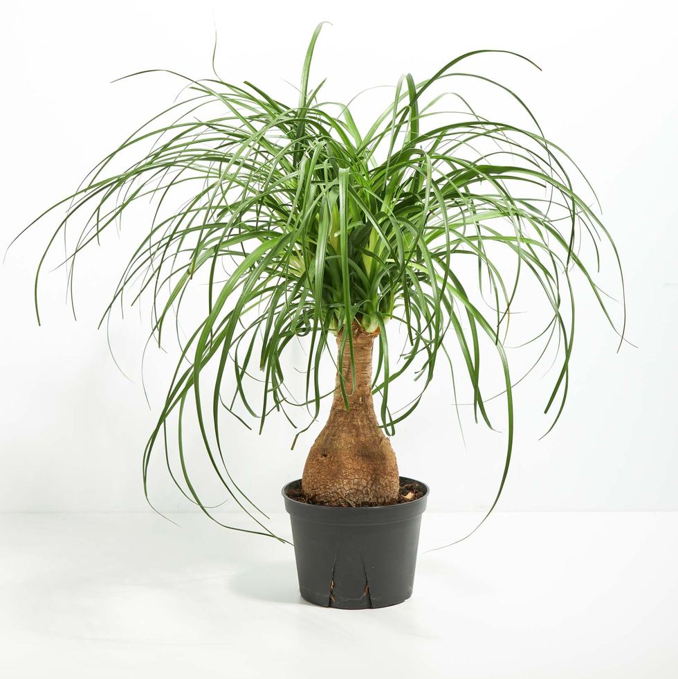 Ponytail Palm