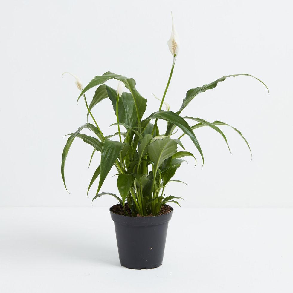 Peace Lily