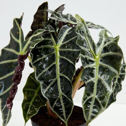 Alocasia Polly