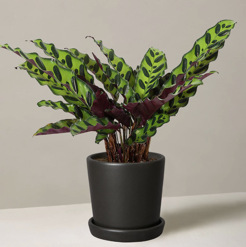 Calathea Rattlesnake