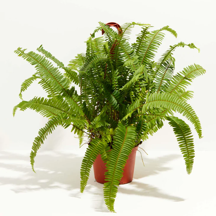 Boston Fern