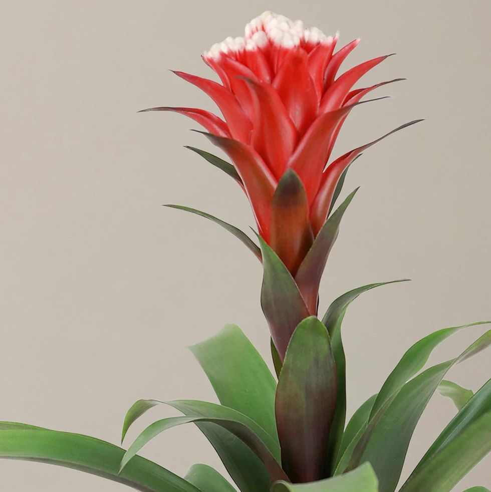 Bromeliad