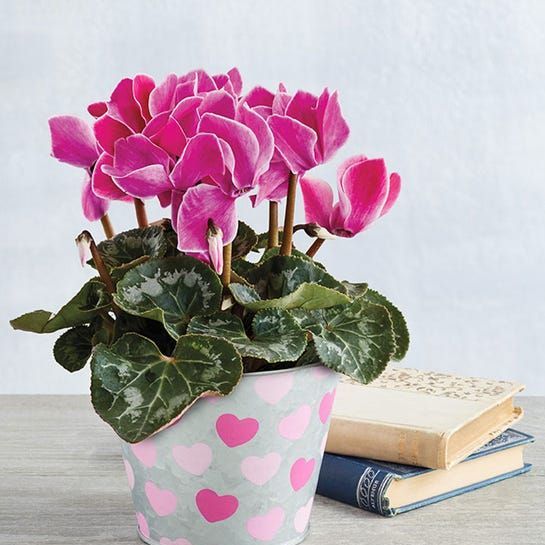 Cyclamen