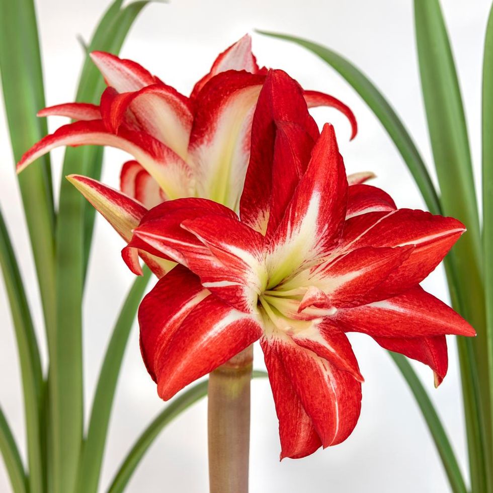 Amaryllis 