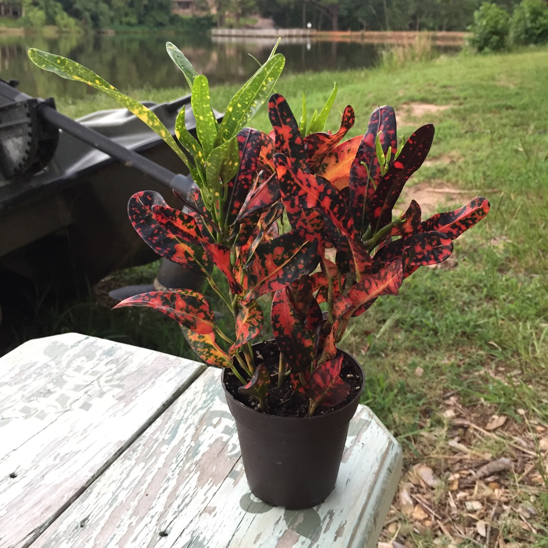 Codiaeum variegatum 'Bush On Fire', Croton 'Bush On Fire' in GardenTags plant encyclopedia