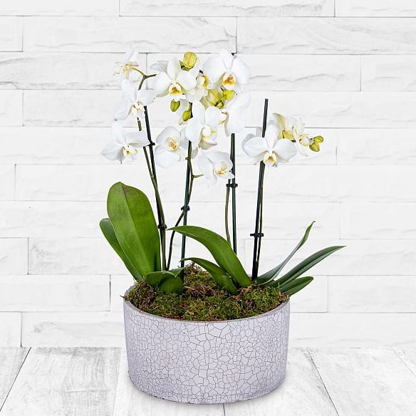 Luxury Orchid Pot