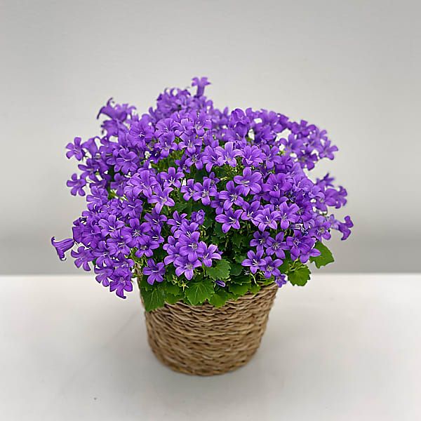 Violet Campanula