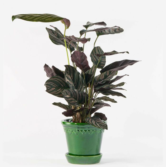 Pinstripe Calathea Plant 