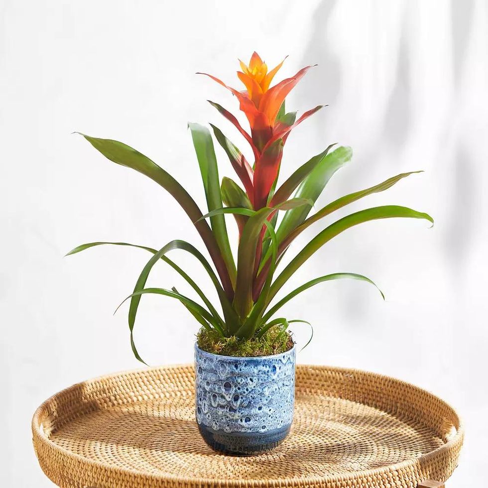 The Bromeliad