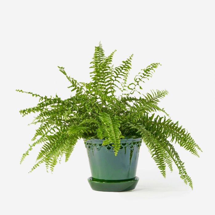 Boston Fern 