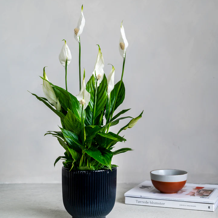 Peace Lily 