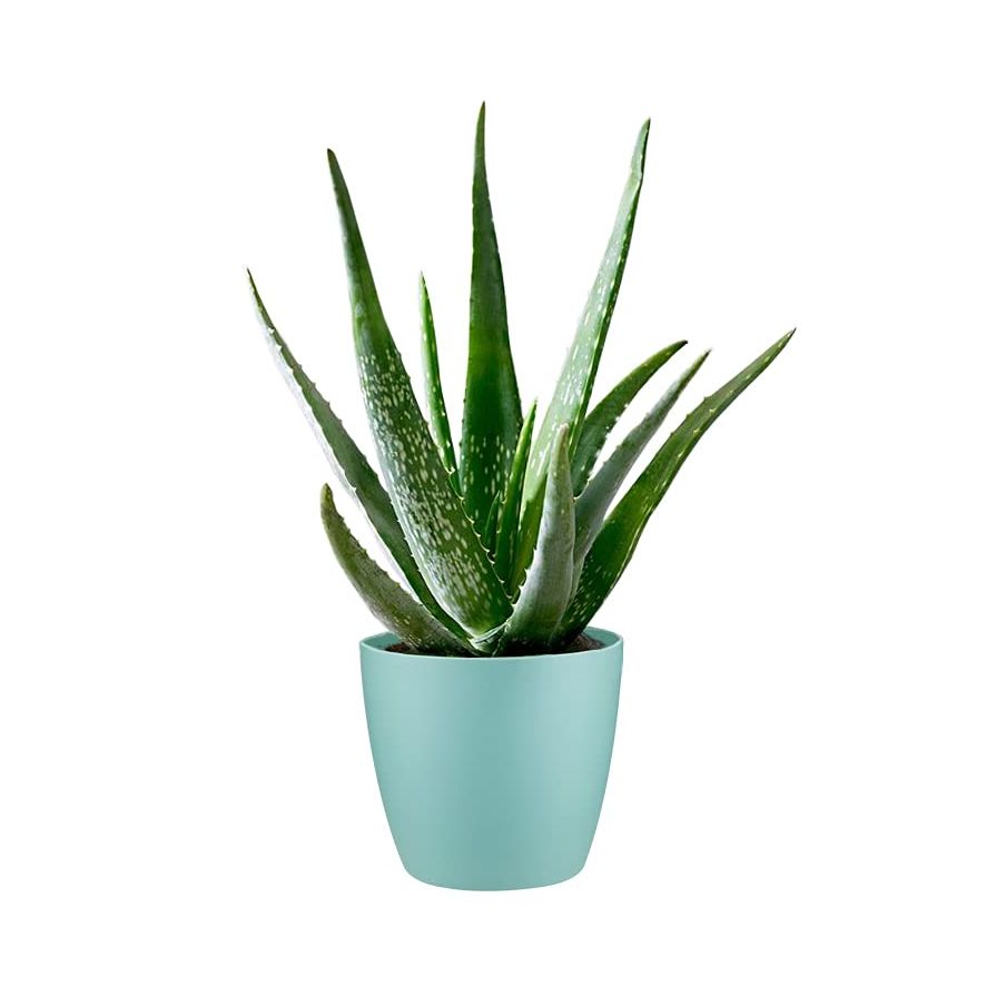 Aloe Vera Plant 