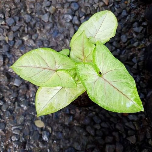 Indoor Syngonium Varieties 9