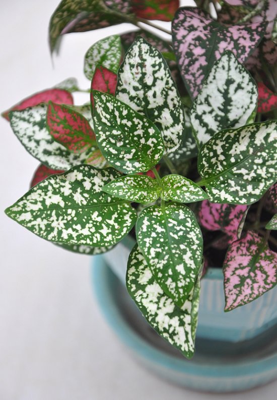 Polka Dot Plant