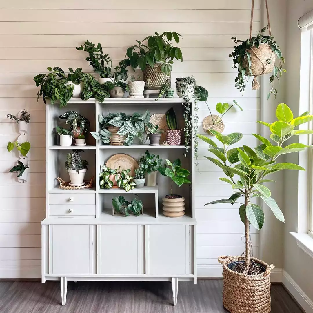 plants on hutch