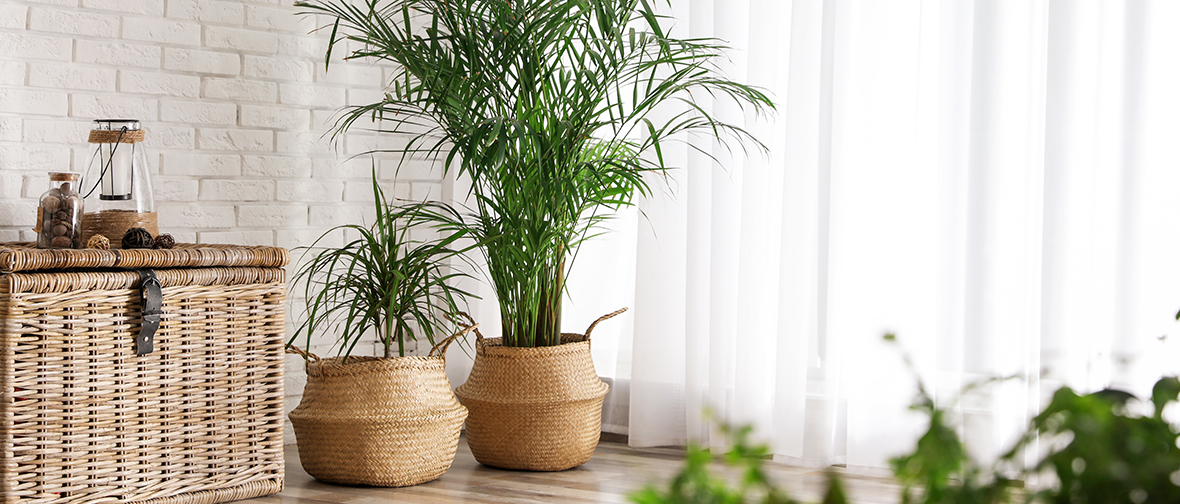 Plants in the corner of a room