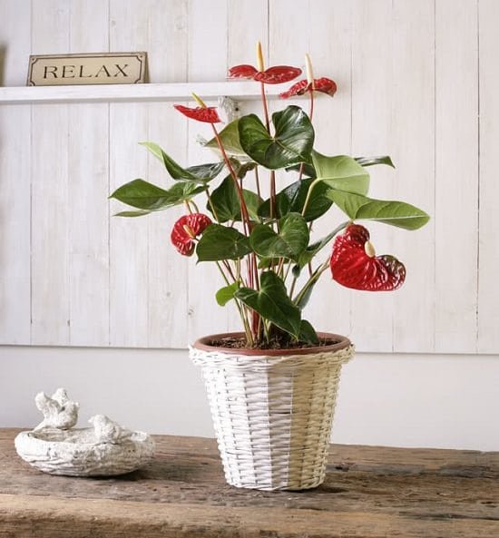 Heart shaped leaf plant