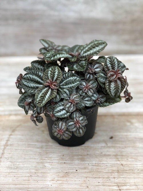 Adorable Mini Indoor Plants 2