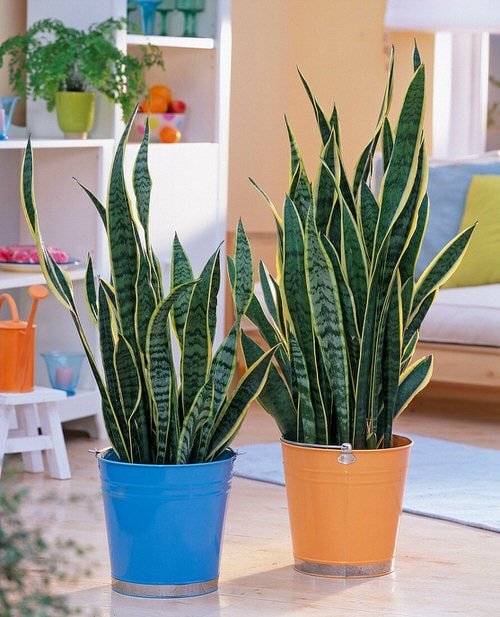 Cold Tolerant Indoor Plants 17